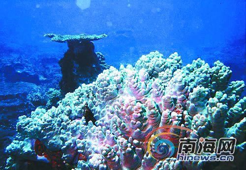 新浪旅游配圖:珊瑚之美 圖:南海網
