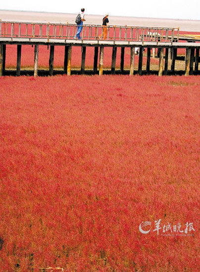 遼寧盤錦紅海灘,面積達(dá)9萬畝
